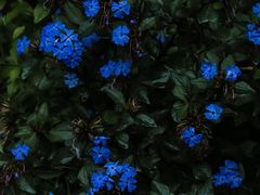 -成都市活水公园