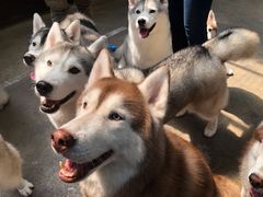 -TrueLove @ Neverland (Husky Cafe)