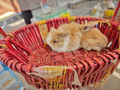 -中环花鸟鱼虫市场