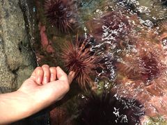 -西雅图水族馆