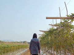 -光明小镇欢乐田园