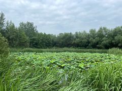 -溱湖国家湿地公园