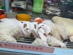 -FAELING PETS美天灵宠物(合生汇店)