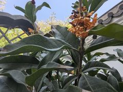 -九毛九西北菜(大东海店)