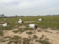 -盐城丹顶鹤湿地生态旅游区