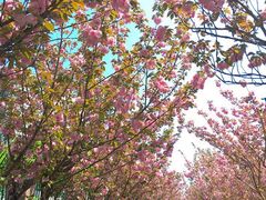 -高东镇樱花园