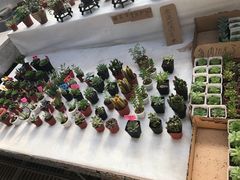 -秦美花卉(天朗·莱茵小城2期店)