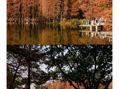 -中国科学院华南植物园