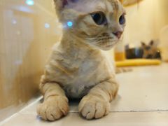 -momokira米努特·德文卷毛猫·棉花面纱犬