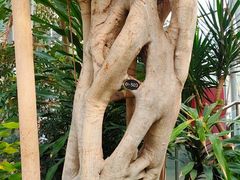 -北京植物园-展览温室