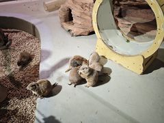 -正佳雨林生态植物园