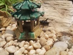 -上海昆虫博物馆