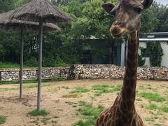 -北京野生动物园