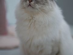 -糯米喵星人·撸猫猫舍咖啡馆(西市场嘉华店)