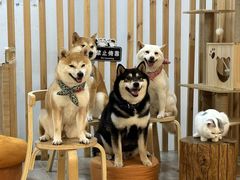 -柴迷FANS CLUB·柴犬狗咖·猫咖