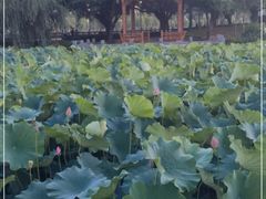 -光明港公园