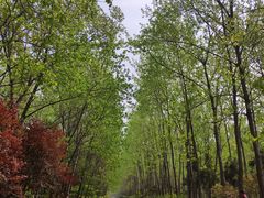 -合肥滨湖国家森林公园