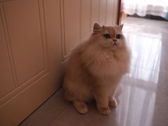 -猫十亿·布偶金渐层·曼基康矮脚猫舍(青年路店)