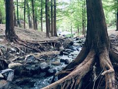 -白水寺森林公园