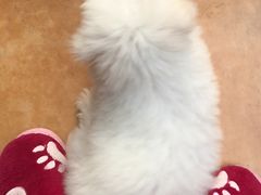 -仁华宠物医院(青羊店)