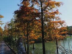 -昆山城市生态森林公园