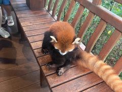 -普洱太阳河森林公园