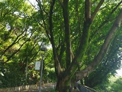 -金鸡山公园