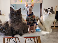 -团子家猫咪猫咖馆·柯基·柯尔鸭
