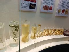 -广东中医药博物馆