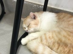 -Heymao猫咖.咖啡厅(东门店)