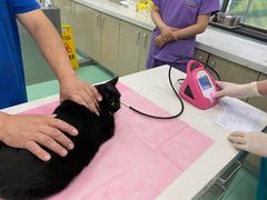 -北京观赏动物医院·24小时大型综合·猫专科·异宠专科