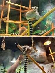 -Zoolung Zoolung动物主题公园(海信广场店)