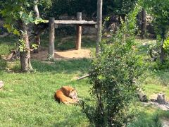 -西霞口神雕山野生动物世界