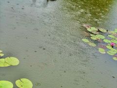 -微山湖红荷湿地景区
