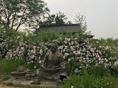 -大塘金香草谷