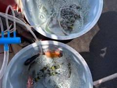 -小猫钓鱼海钓俱乐部(椰梦长廊店)