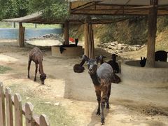 -泉州海丝野生动物世界