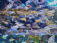 -上海海洋水族馆