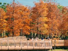 -莲花山公园