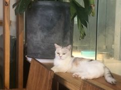 -吉丁鸟咖·异宠·寄养
