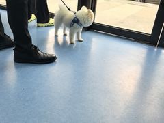 -博特宠物医院24h犬猫全科.骨科·异宠