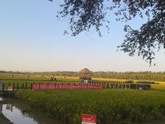 -西青郊野公园