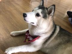 小苹果-Husky Go! 哈士奇体验馆·宠物咖啡厅狗咖