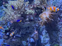 -新加坡海洋生态馆
