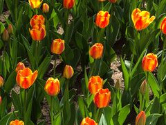 -长春公园(普阳街道)