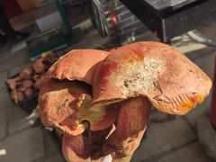 -双喜农庄·菌香园(安居家园店)