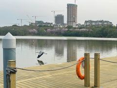 -华侨城湿地公园