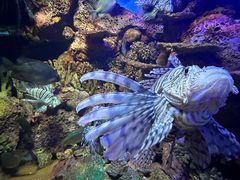 -上海海洋水族馆