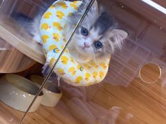 -喵百万·布偶·蓝金金渐层英短·猫舍(百子湾店)