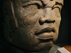 -美国自然历史博物馆